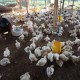 8 Daerah Penghasil Ayam Broiler Tertinggi di Provinsi Banten